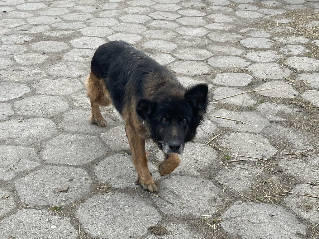 Kora (4).jpeg